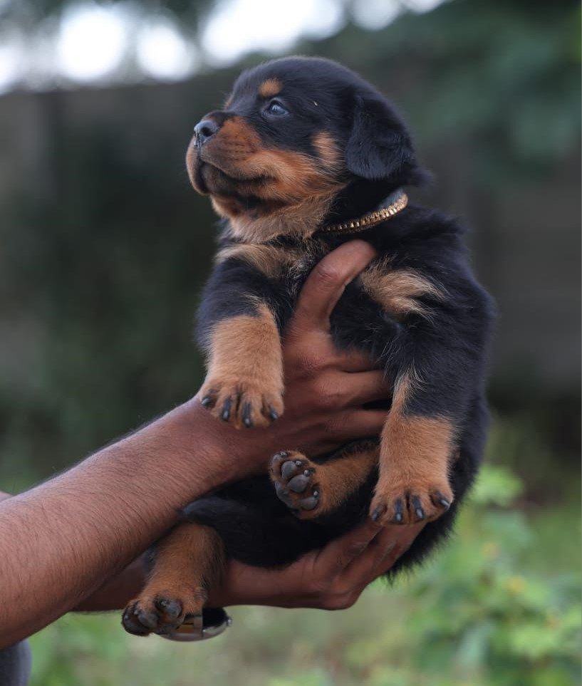 Order Female Rottweiler Puppy from Jaipur